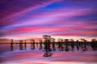 Stand of bald cypress trees, silhouetted at sunrise, Caddo Lake, Texas. Art Print